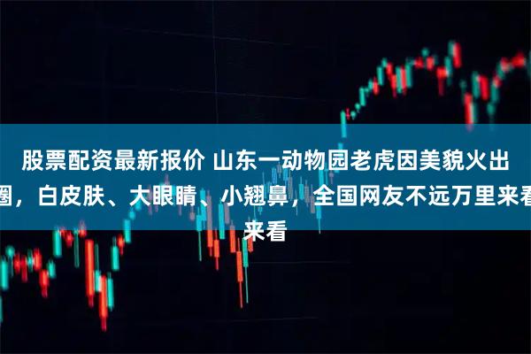 股票配资最新报价 山东一动物园老虎因美貌火出圈，白皮肤、大眼睛、小翘鼻，全国网友不远万里来看